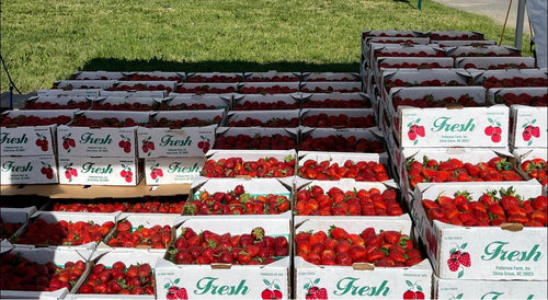 Fresh North Carolina Strawberries